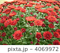 菊