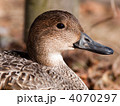 オナガガモ
