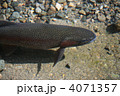 ニジマス