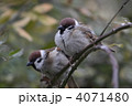 ふくら雀二羽
