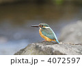 カワセミ