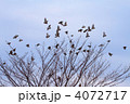 尾久の原公園の樹木の枝より飛び立つムクドリの群れ