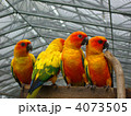 コガネメキシコインコ