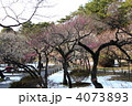 雪が積もった大倉山公園梅林
