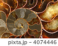 4074446