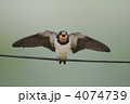 ツバメの雛3