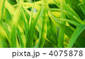 4075878