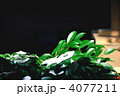 玉串奉納