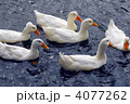 4077262