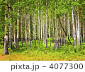 4077300