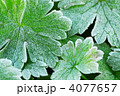 4077657