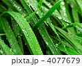 4077679
