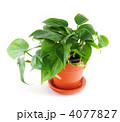4077827