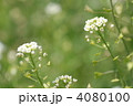 ぺんぺん草