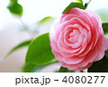 国穏山淨安寺乙女椿