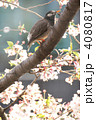 桜とむくどり
