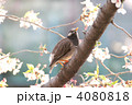 桜とむくどり