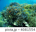 石垣島のサンゴ礁