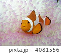 カクレクマノミとイソギンチャク