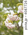 八重桜（松月）