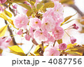 八重桜（関山）