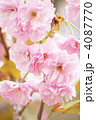 八重桜（関山）