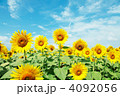 ひまわり畑