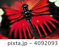 4092093