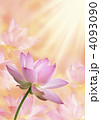 蓮の花