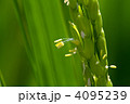 稲の花