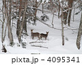 冬の親子鹿