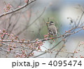 桜とムクドリ