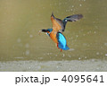小魚を咥え飛ぶカワセミ