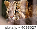 絶滅危惧種　ツシマヤマネコ