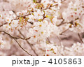 ソメイヨシノ