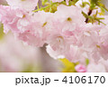 八重桜（福禄寿）