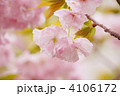 八重桜（福禄寿）