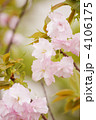 八重桜（福禄寿）