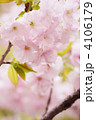八重桜（福禄寿）