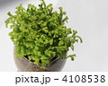 コケ。