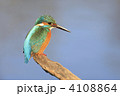 カワセミ