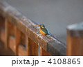カワセミ