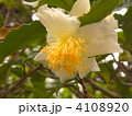 チャノキの花