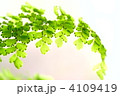 新緑