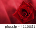 サテンと薔薇