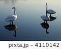 白鳥*12