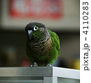 インコ
