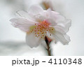 四季桜