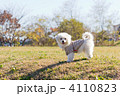 ミックス犬