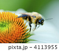 4113955